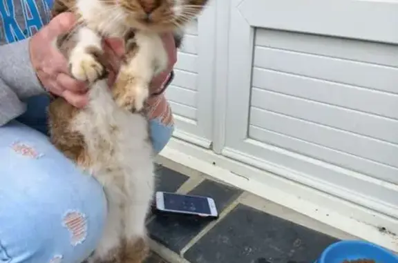 Chat castré doux trouvé à Plouguerneau - photo