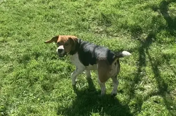 Chien trouvé Cordemais, photo: Beagle perdu à Cordemais #86