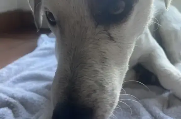 Animaux trouvés , photo: Chiot errant en Corse adopté