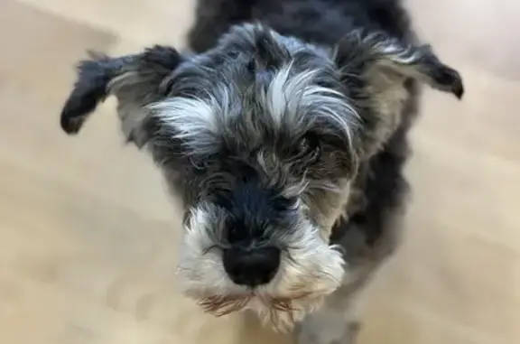 Lost Schnauzer: 13lbs, Grey & Old - Raleigh