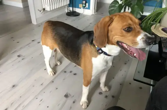 Beagle mâle sociable trouvé à Saint-Lô - photo