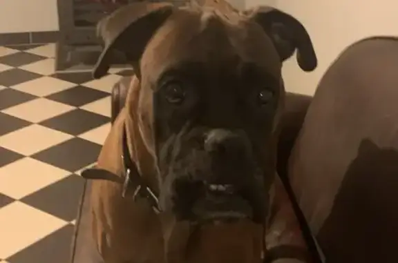 Chien perdu , photo : Boxer Thanos perdu à Fouleix