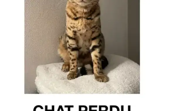 Animaux perdus Suresnes, photo: Anakin, chat perdu à Suresnes