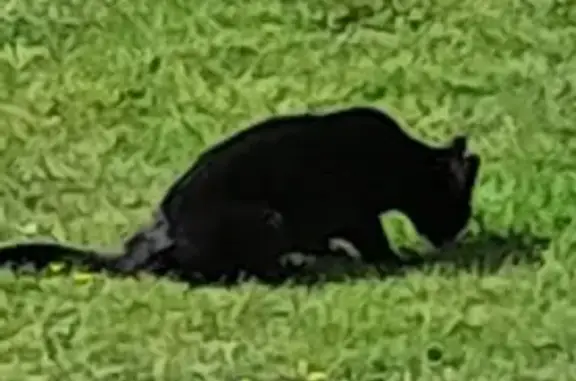Chat retrouvé à Hennebont - photo