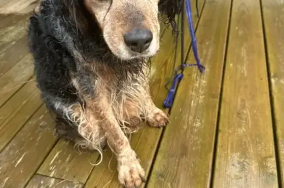 Chien âgé retrouvé et sauvé - photo