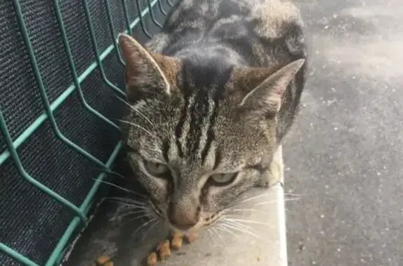 Chat errant blessé à Brax - photo