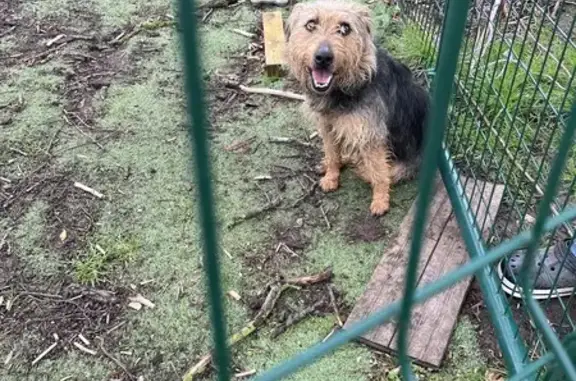 Chien perdu à Brissac retrouvé - photo