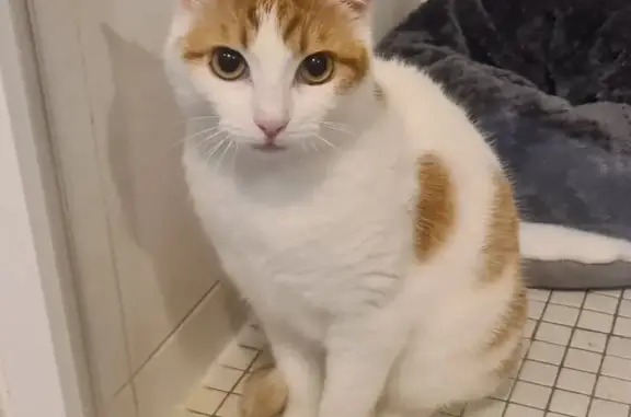 Chat trouvé Nantes, photo: Chaton blanc et roux trouvé