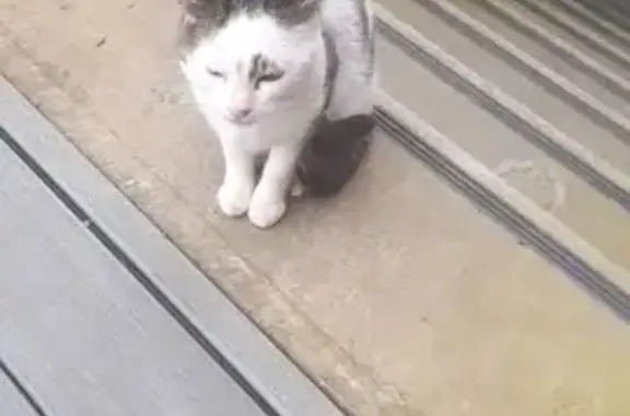 Chat trouvé à Rennes, Rue Rouault - photo
