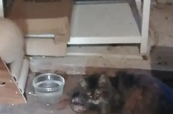 SOS pour chat malade en détresse - photo