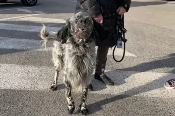Chien perdu au Geko, Velaux - photo