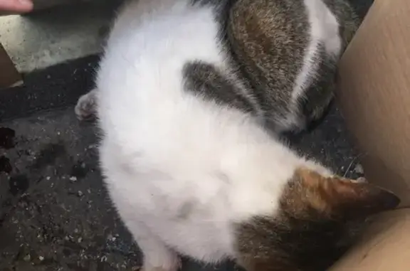 Chat blessé secouru à Marseille - photo