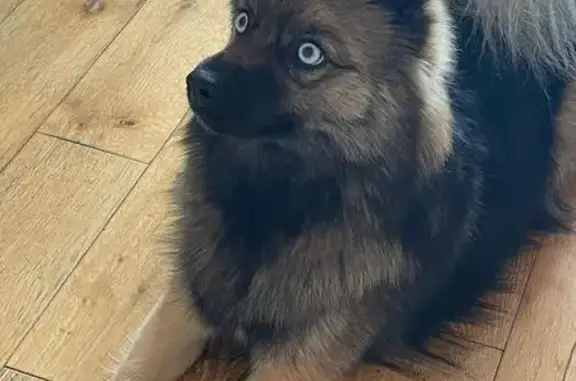 Chien perdu Villeneuve-sur-Yonne, photo : Pomsky perdu à Villeneuve