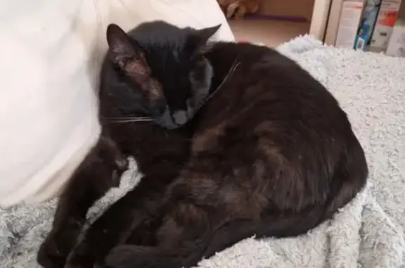 Chat noir taché trouvé à Chambray - photo