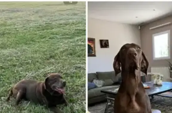 Chien perdu Châteaurenard, photo : Deux Labradors perdus à Châteaurenard