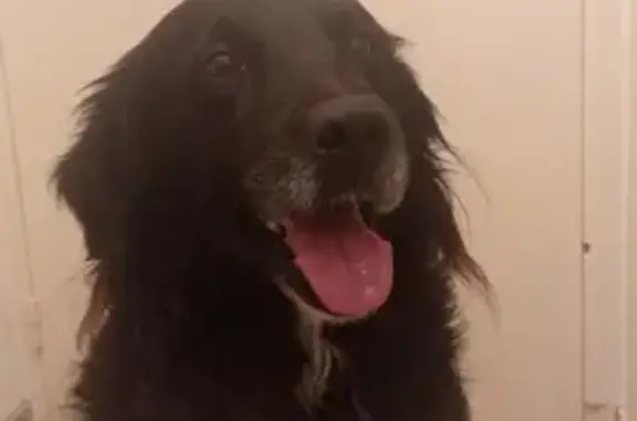 Animaux trouvés Le Fœil, photo: Chien câlin trouvé au Fœil
