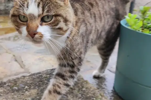 Chat blessé câlin trouvé - photo