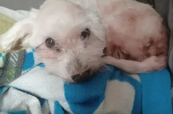 Chien perdu , photo : Chien sourd Bichon perdu à Torcy