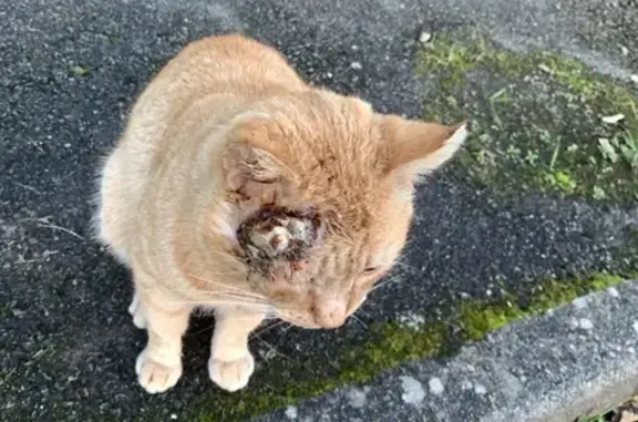 Chat blessé trouvé à Trélazé - photo