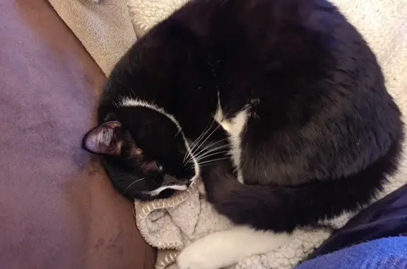 Animaux trouvés Sucé-sur-Erdre, photo: Chat noir/blanc perdu à Sucé