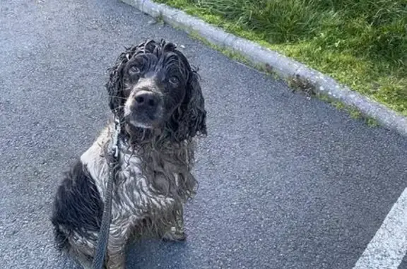 Chien Mâle Perdu à Vallet - photo