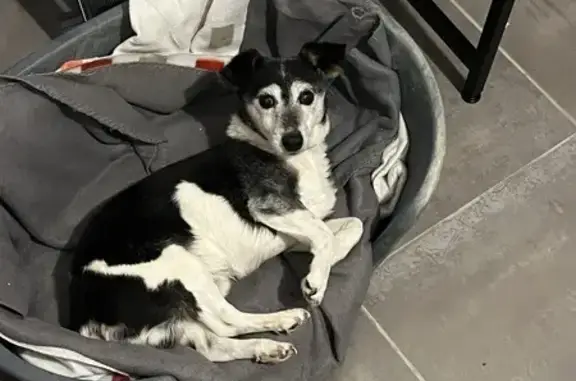 Animaux trouvés Saint-Martin-de-Londres, photo: Chien âgé trouvé à St-Martin