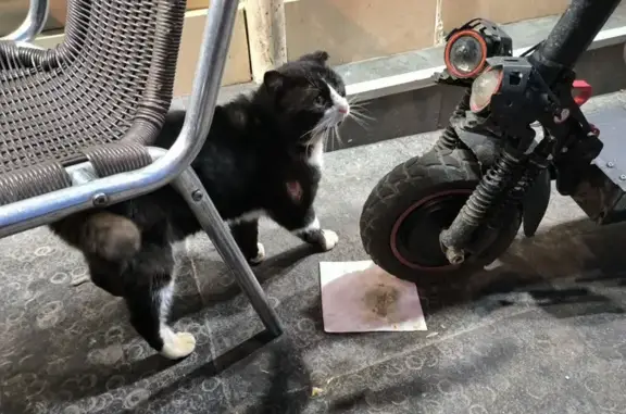 Chat blessé récurrent à sauver - photo