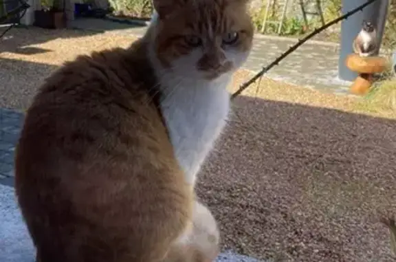 Chat roux et blanc perdu - photo