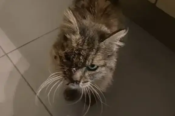 Chat blessé récupéré à Nieul - photo