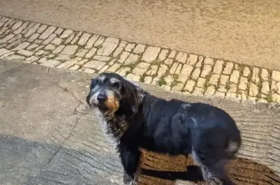 Chien perdu à Chariez - Aidez-le! - photo