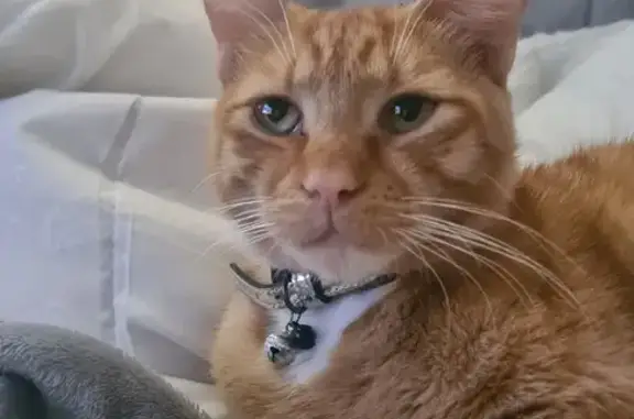 Lost Ginger Cat - No Collar on Logan Rd, QLD
