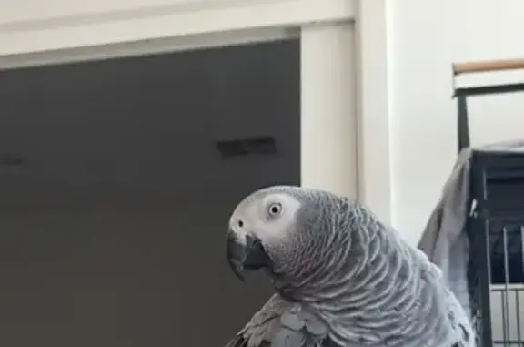 Missing Flo: African Grey Bird - Gawler Area!