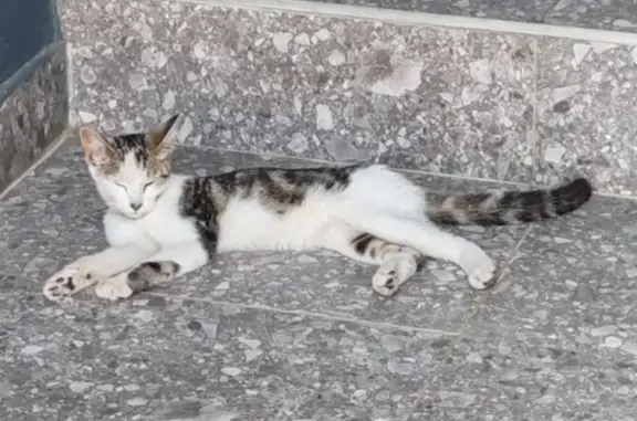 Lost and found pets , photo: Lost Kitten Alert: White & Brown Male - Help!