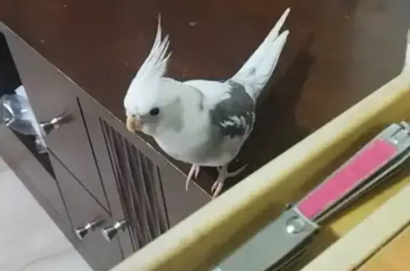 Lost Female Cockatiel in Tampines Ave 1 SG!