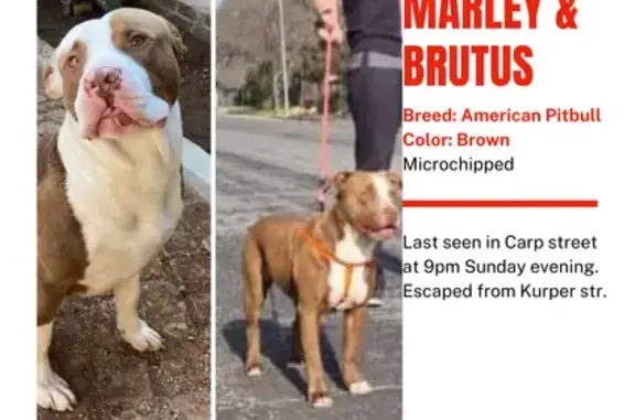 Lost Pitbull Pair - Microchipped | Kurper Rd, 63