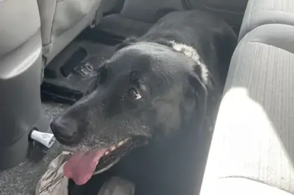 Labrador croisé trouvé au Chatellier - photo