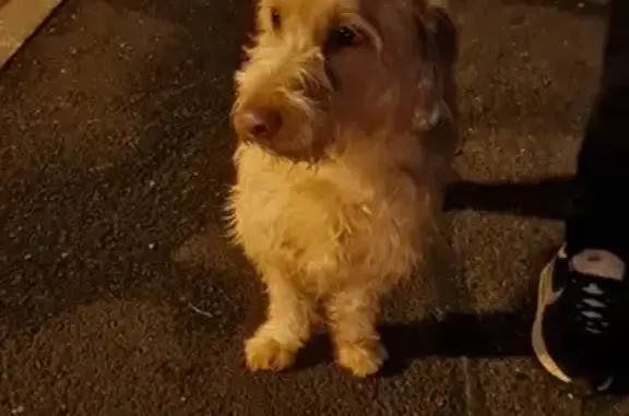 Chien crème perdu, La Frette - photo