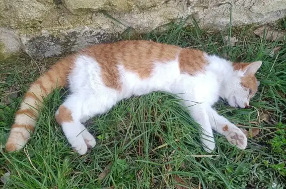 Chat roux et blanc percuté D27 - photo