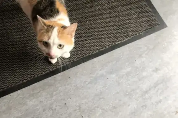 Chat perdu à Broyes retrouvé - photo
