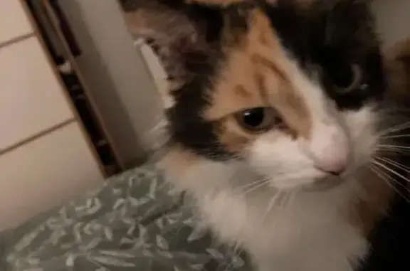 Chat Isabelle perdu, doux et propre - photo