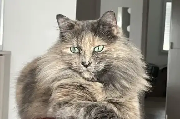 Animaux perdus , photo: Chatte écaille tortue perdue