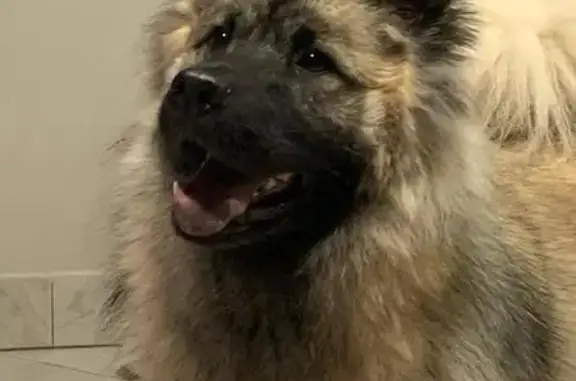 Chien perdu Corcoué-sur-Logne, photo : Chien Eurasier gris perdu à Corcoué