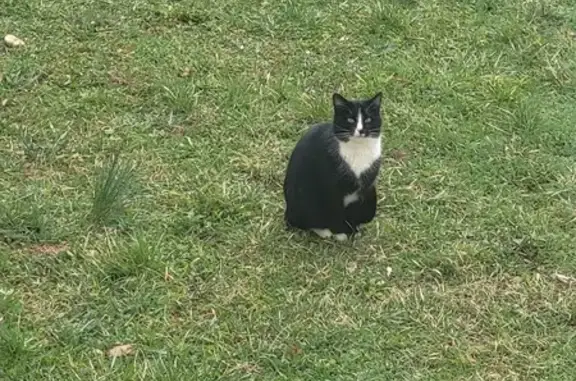 Chat perdu à Etrembières 74 - photo