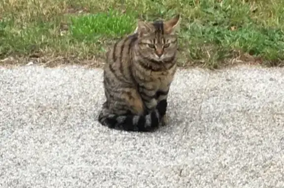 Chat perdu, Chailles, photo: Chat gris perdu à Chailles