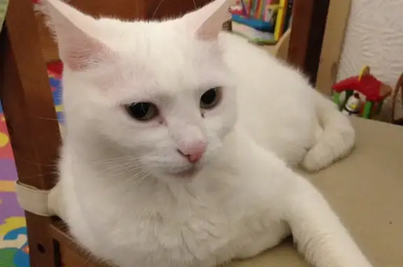 Chat perdu, Rocbaron, photo: Chatte blanche âgée perdue à Rocbaron