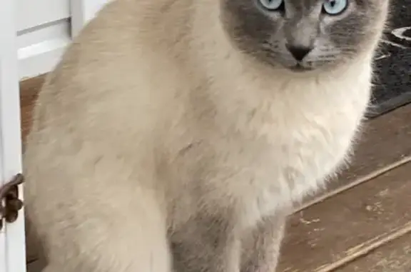 Chat sociable trouvé à Tarare - photo
