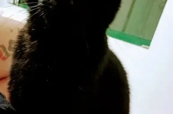 Lost Black Cat in Fremantle: Help Find Jasper!