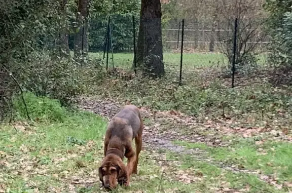 Chien de chasse perdu à Vigoulet - photo