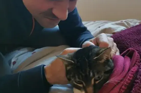 Chat perdu, Amou, photo: Chatte Biscotte disparue à Amou