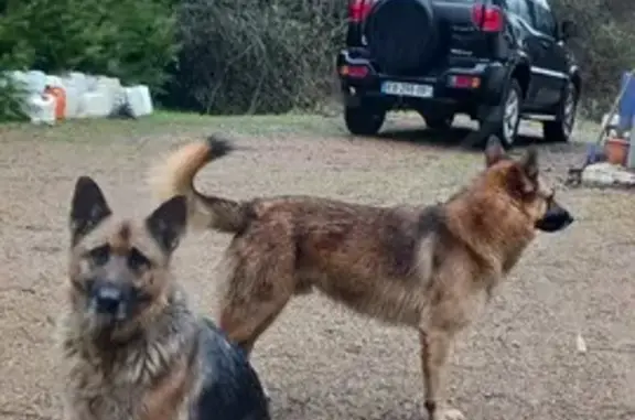 Animaux trouvés , photo: Chiens bergers perdus à Sarlande